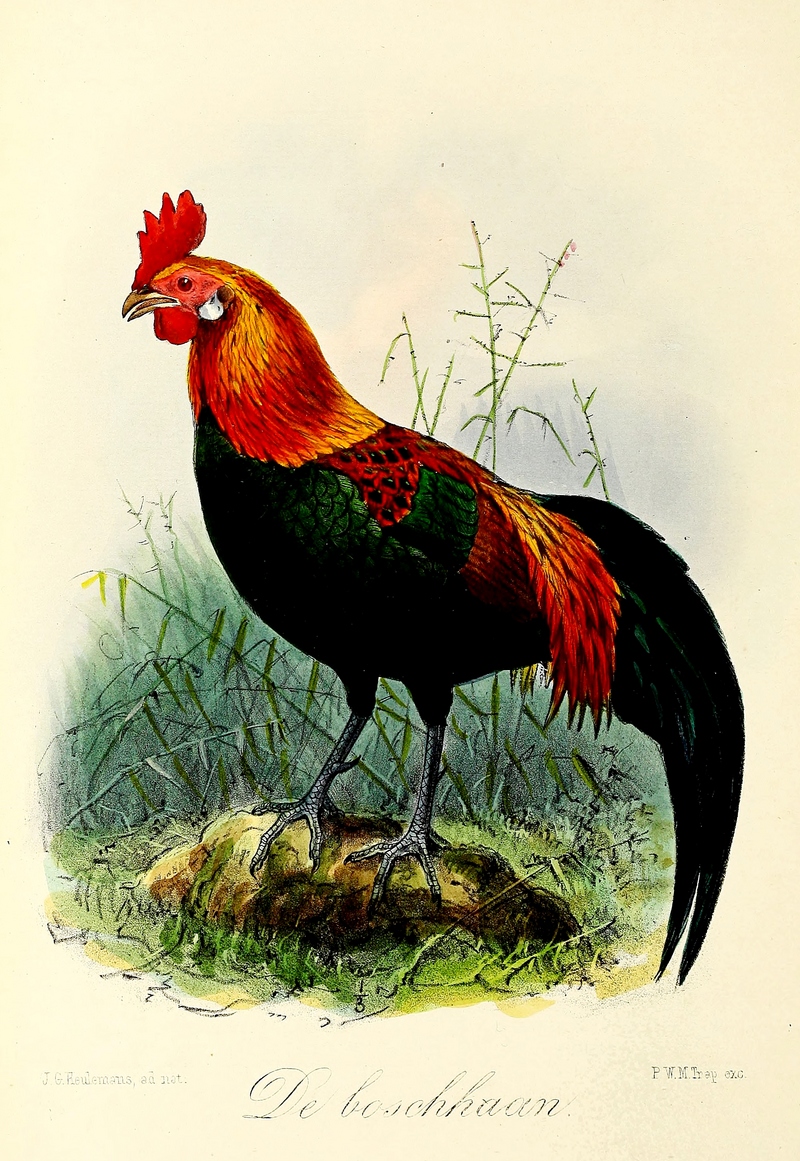 red junglefowl (Gallus gallus); DISPLAY FULL IMAGE.