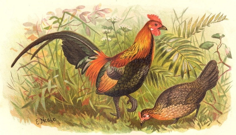 red junglefowl (Gallus gallus); DISPLAY FULL IMAGE.