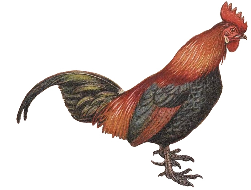 red junglefowl (Gallus gallus); DISPLAY FULL IMAGE.