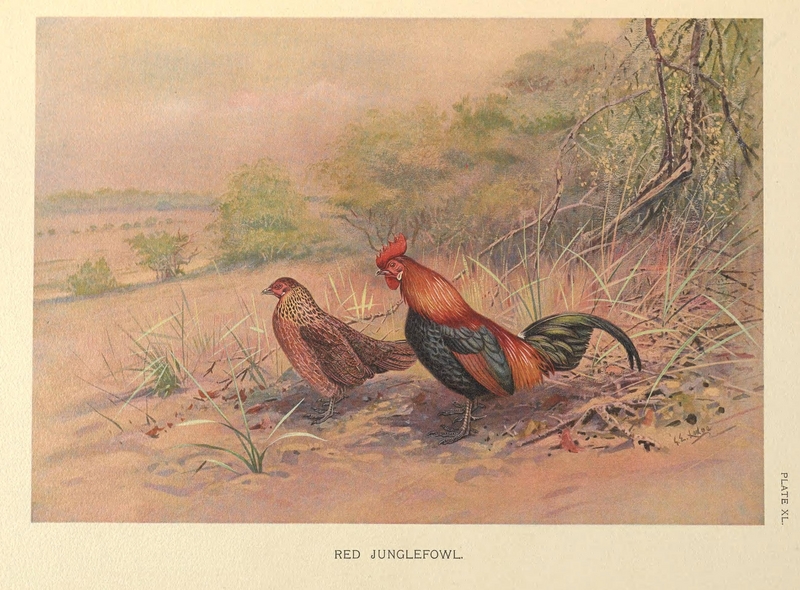 red junglefowl (Gallus gallus); DISPLAY FULL IMAGE.