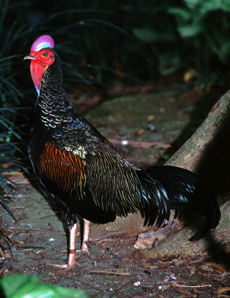 green junglefowl (Gallus varius); DISPLAY FULL IMAGE.