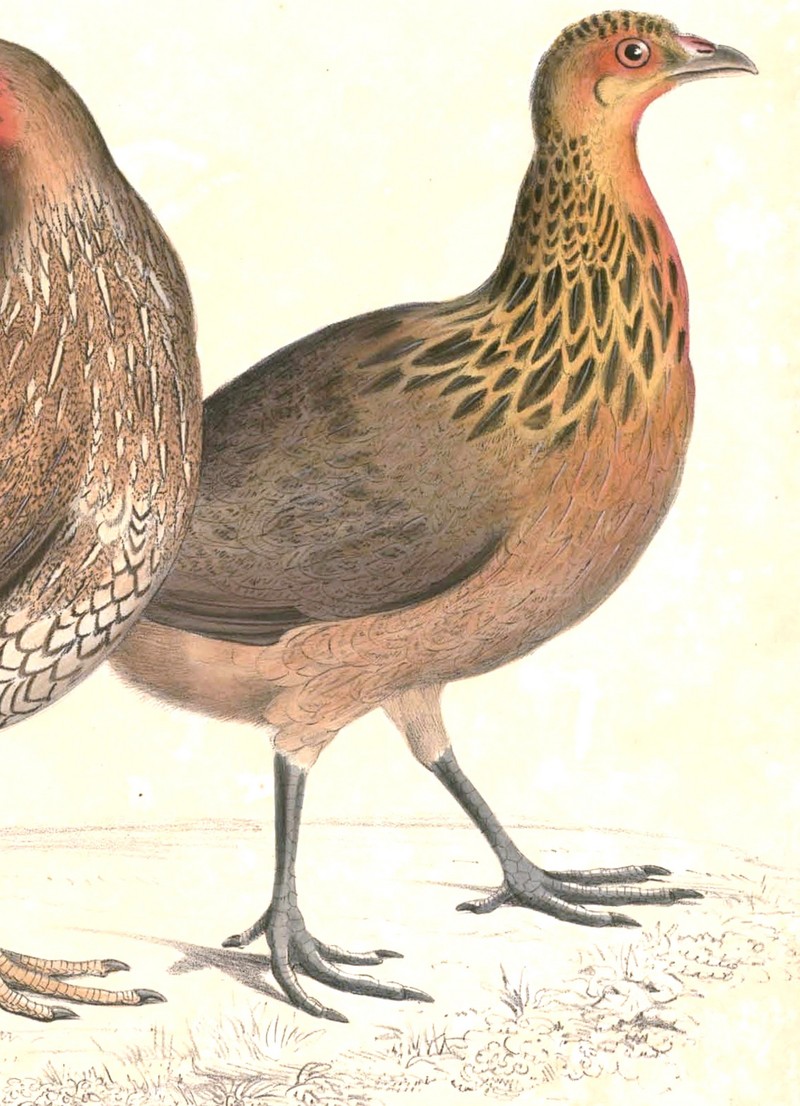 green junglefowl (Gallus varius); DISPLAY FULL IMAGE.