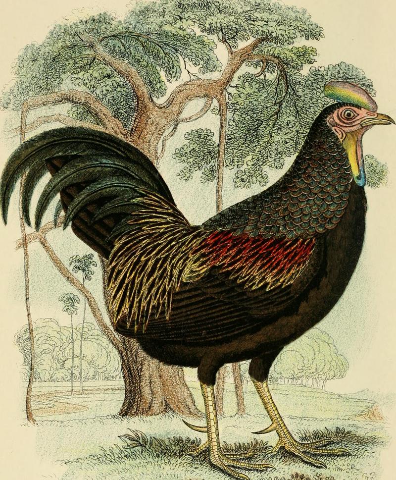 green junglefowl (Gallus varius); DISPLAY FULL IMAGE.