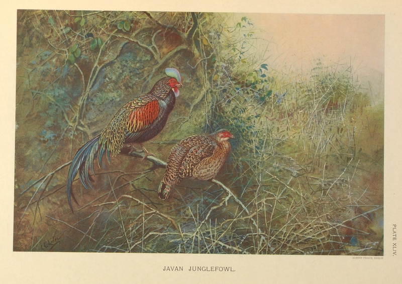 green junglefowl (Gallus varius); DISPLAY FULL IMAGE.