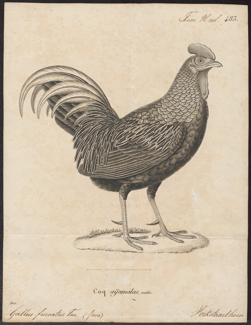 green junglefowl (Gallus varius); DISPLAY FULL IMAGE.