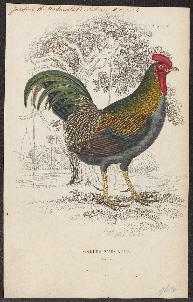 green junglefowl (Gallus varius); DISPLAY FULL IMAGE.