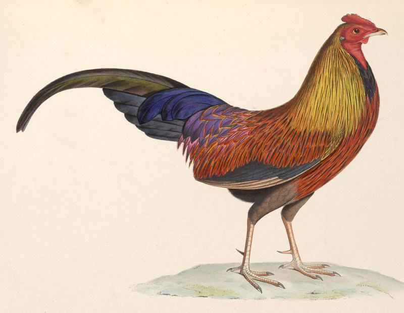 Sri Lankan junglefowl (Gallus lafayettii); DISPLAY FULL IMAGE.