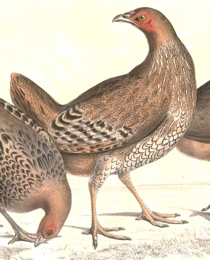 Sri Lankan junglefowl (Gallus lafayettii); DISPLAY FULL IMAGE.