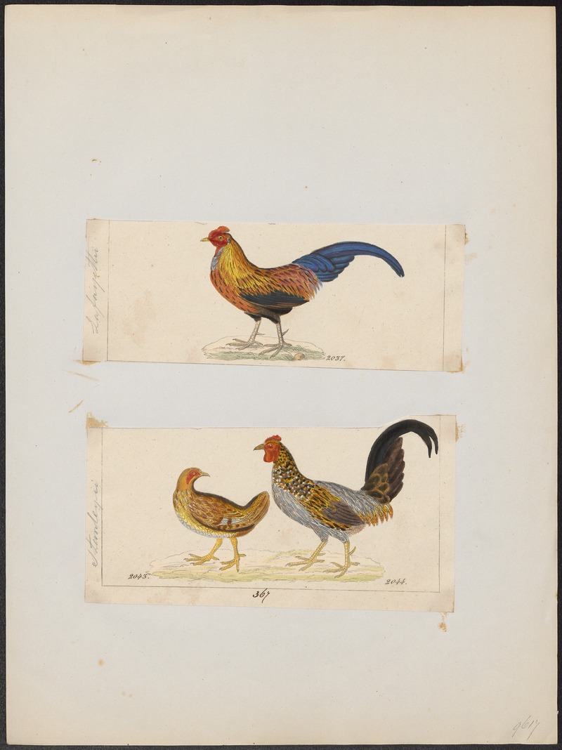 Sri Lankan junglefowl (Gallus lafayettii); DISPLAY FULL IMAGE.