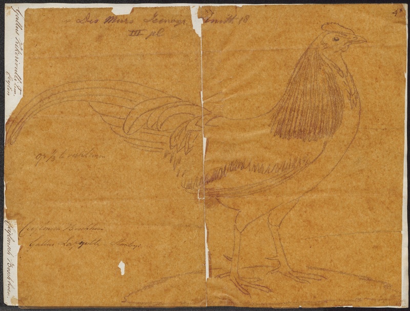Sri Lankan junglefowl (Gallus lafayettii); DISPLAY FULL IMAGE.