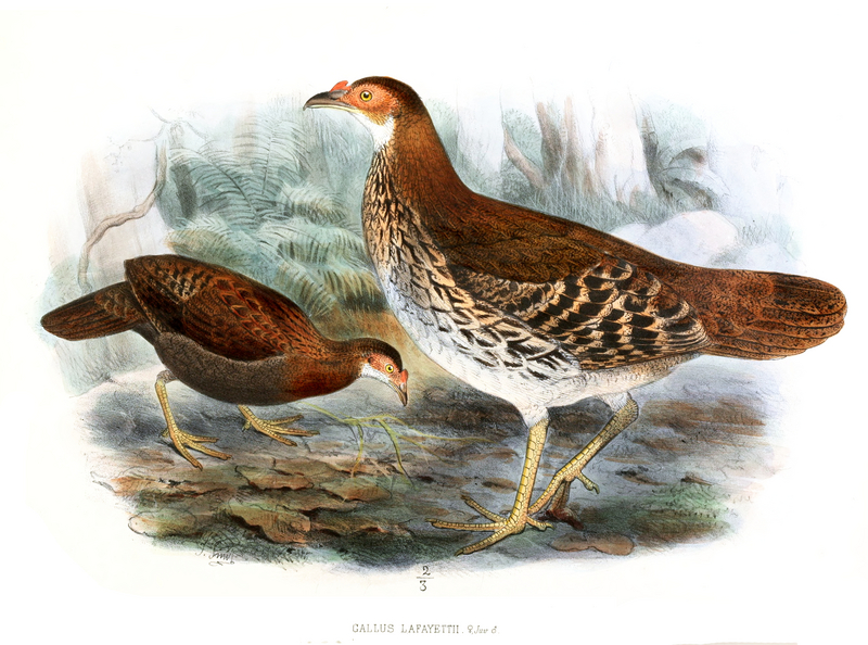 Sri Lankan junglefowl (Gallus lafayettii); DISPLAY FULL IMAGE.