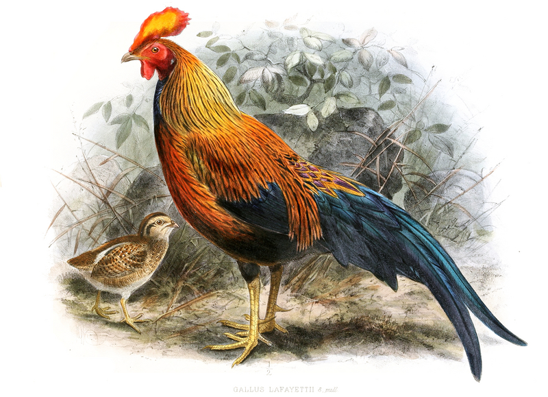 Sri Lankan junglefowl (Gallus lafayettii); DISPLAY FULL IMAGE.