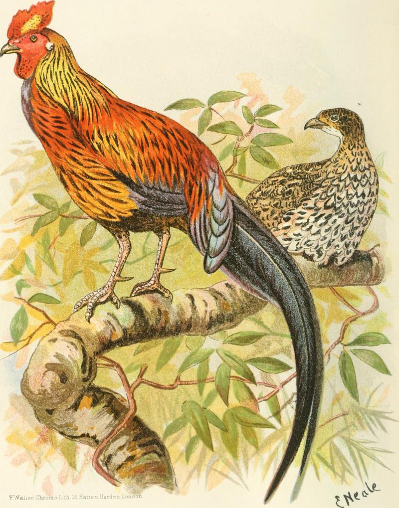 Sri Lankan junglefowl (Gallus lafayettii); DISPLAY FULL IMAGE.