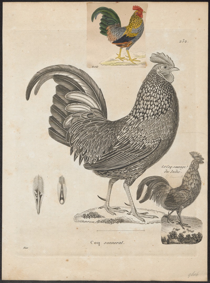 grey junglefowl (Gallus sonneratii); DISPLAY FULL IMAGE.