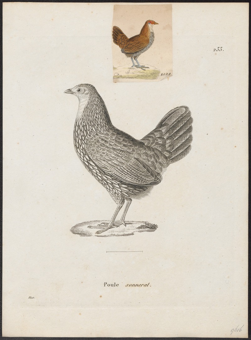 grey junglefowl (Gallus sonneratii); DISPLAY FULL IMAGE.