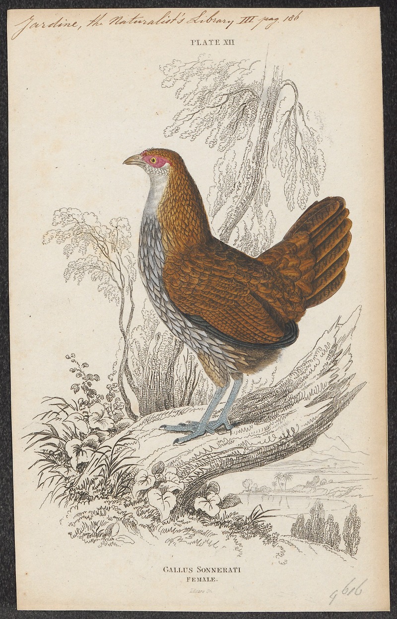 grey junglefowl (Gallus sonneratii); DISPLAY FULL IMAGE.