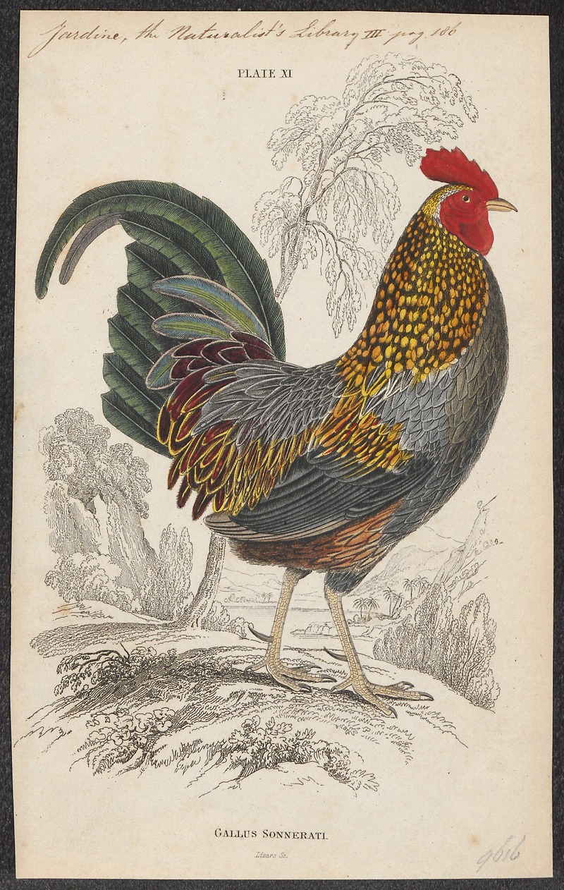 grey junglefowl (Gallus sonneratii); DISPLAY FULL IMAGE.