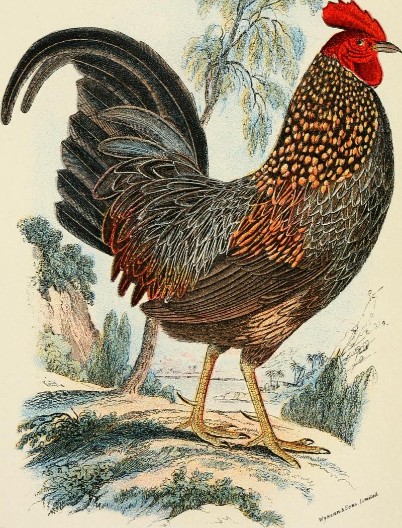 grey junglefowl (Gallus sonneratii); DISPLAY FULL IMAGE.