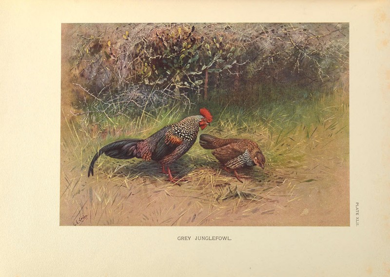 grey junglefowl (Gallus sonneratii); DISPLAY FULL IMAGE.