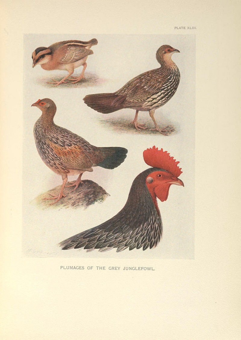 grey junglefowl (Gallus sonneratii); DISPLAY FULL IMAGE.