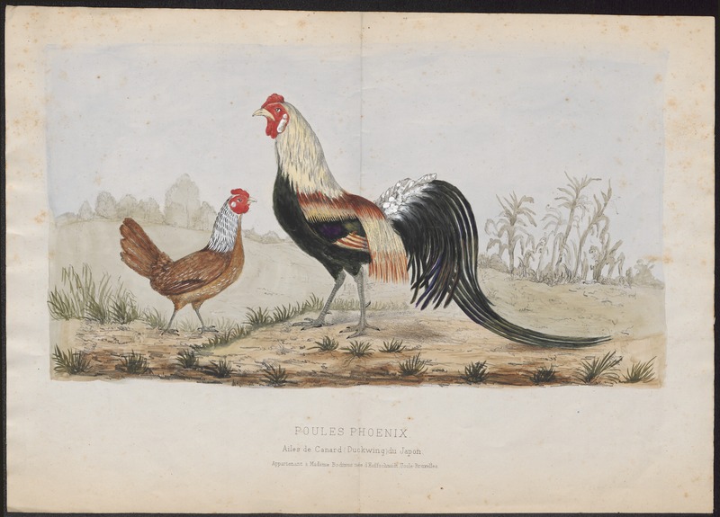grey junglefowl (Gallus sonneratii); DISPLAY FULL IMAGE.