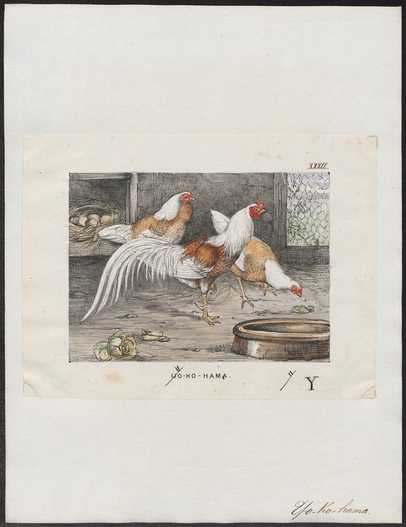 domestic chicken (Gallus gallus domesticus); DISPLAY FULL IMAGE.