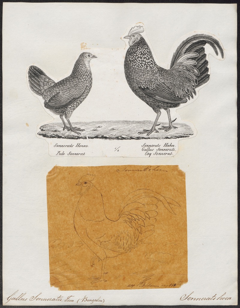 grey junglefowl (Gallus sonneratii); DISPLAY FULL IMAGE.