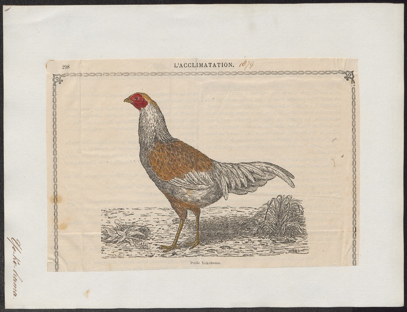 domestic chicken (Gallus gallus domesticus); DISPLAY FULL IMAGE.