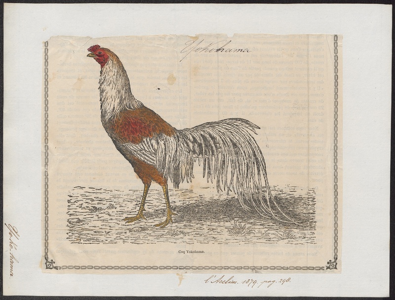 domestic chicken (Gallus gallus domesticus); DISPLAY FULL IMAGE.