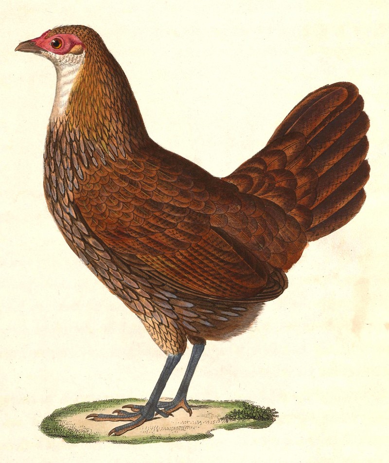 grey junglefowl (Gallus sonneratii); DISPLAY FULL IMAGE.