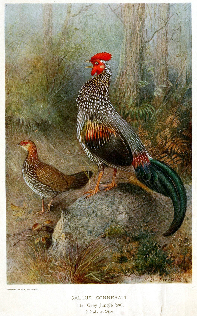 grey junglefowl (Gallus sonneratii); DISPLAY FULL IMAGE.