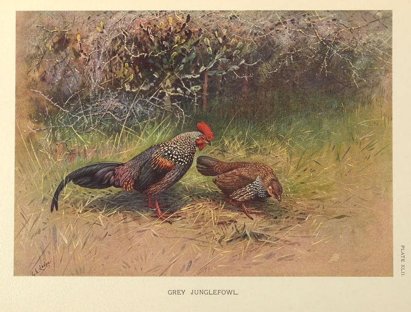 grey junglefowl (Gallus sonneratii); DISPLAY FULL IMAGE.