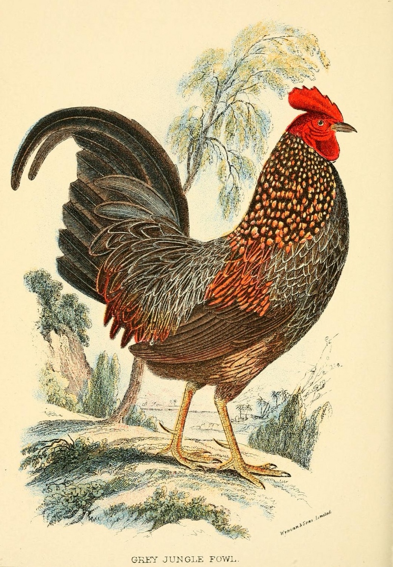 grey junglefowl (Gallus sonneratii); DISPLAY FULL IMAGE.