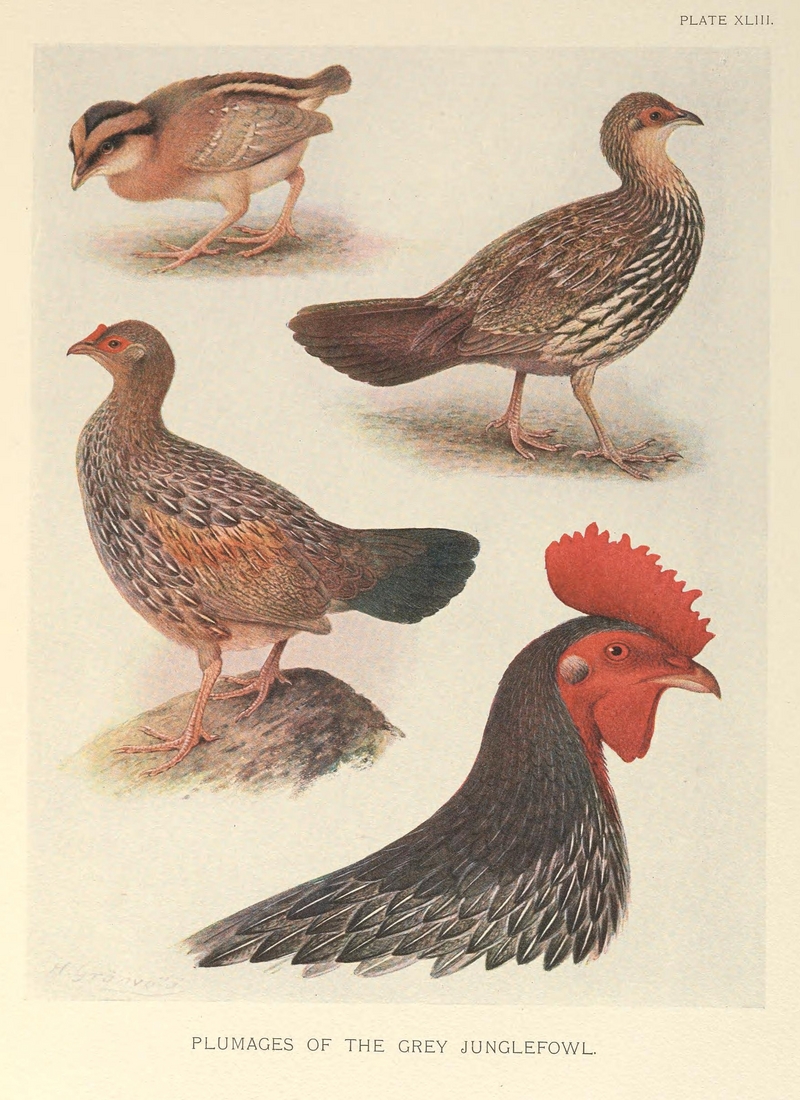 grey junglefowl (Gallus sonneratii); DISPLAY FULL IMAGE.