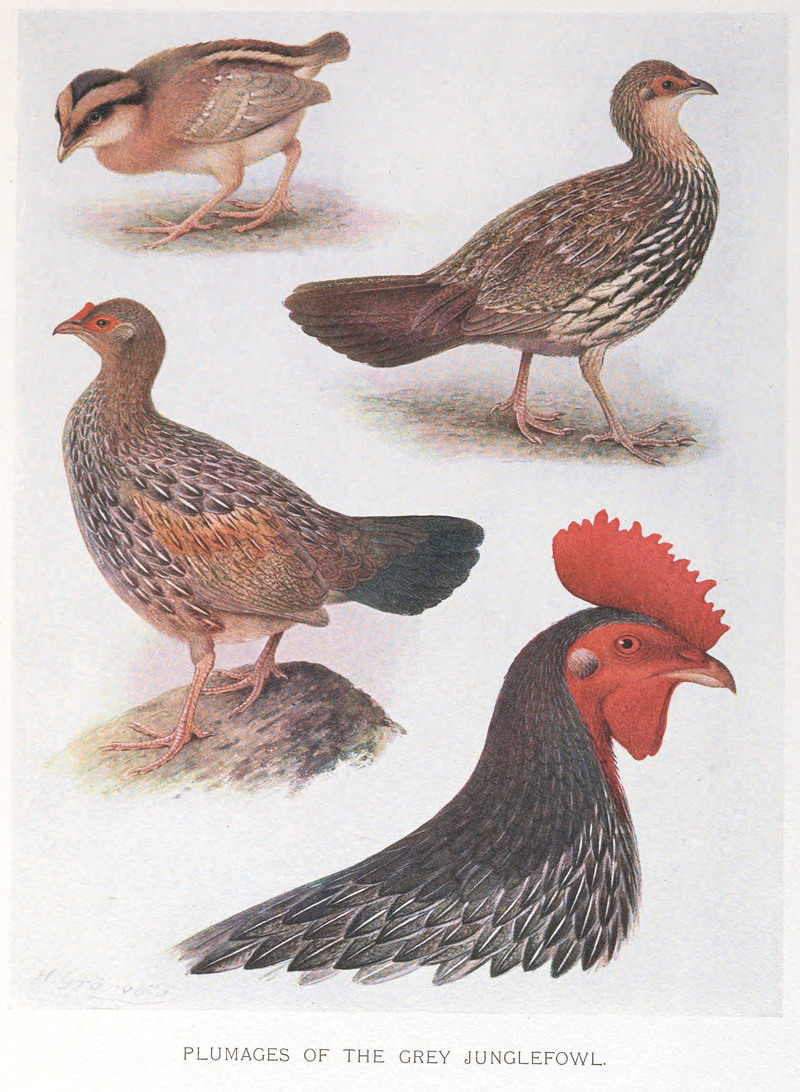 grey junglefowl (Gallus sonneratii); DISPLAY FULL IMAGE.