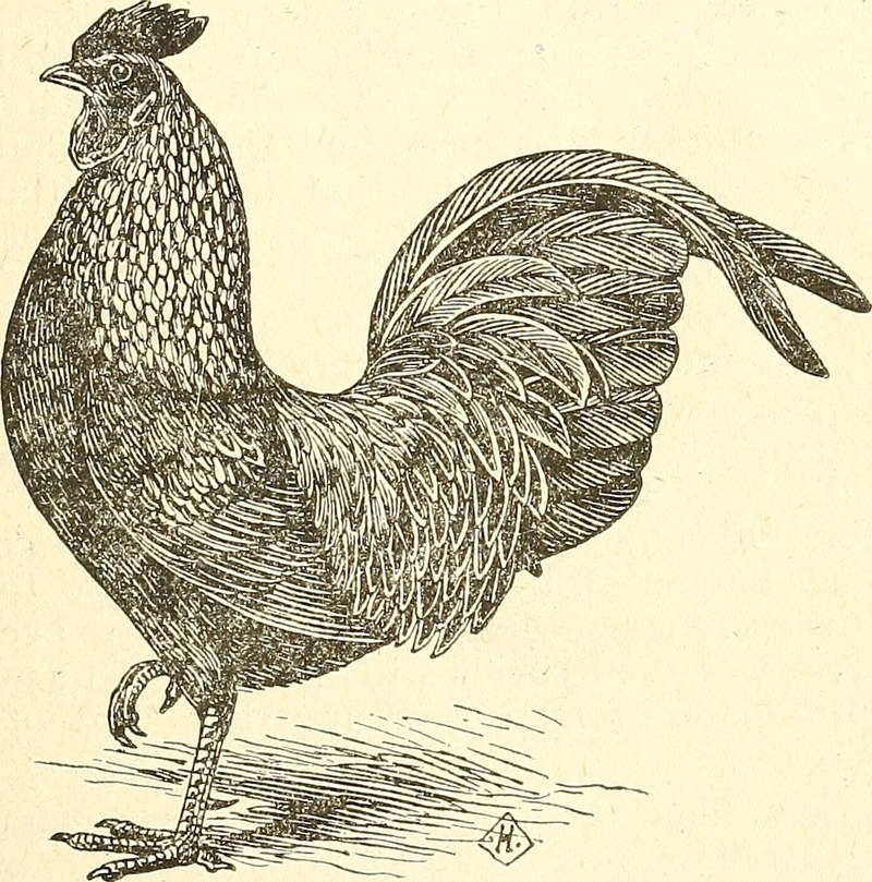 grey junglefowl (Gallus sonneratii); DISPLAY FULL IMAGE.