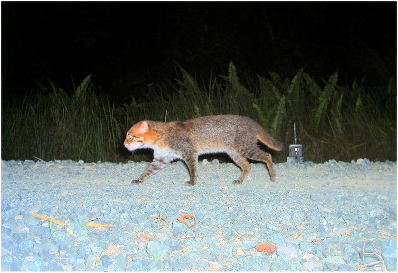 flat-headed cat (Prionailurus planiceps); DISPLAY FULL IMAGE.