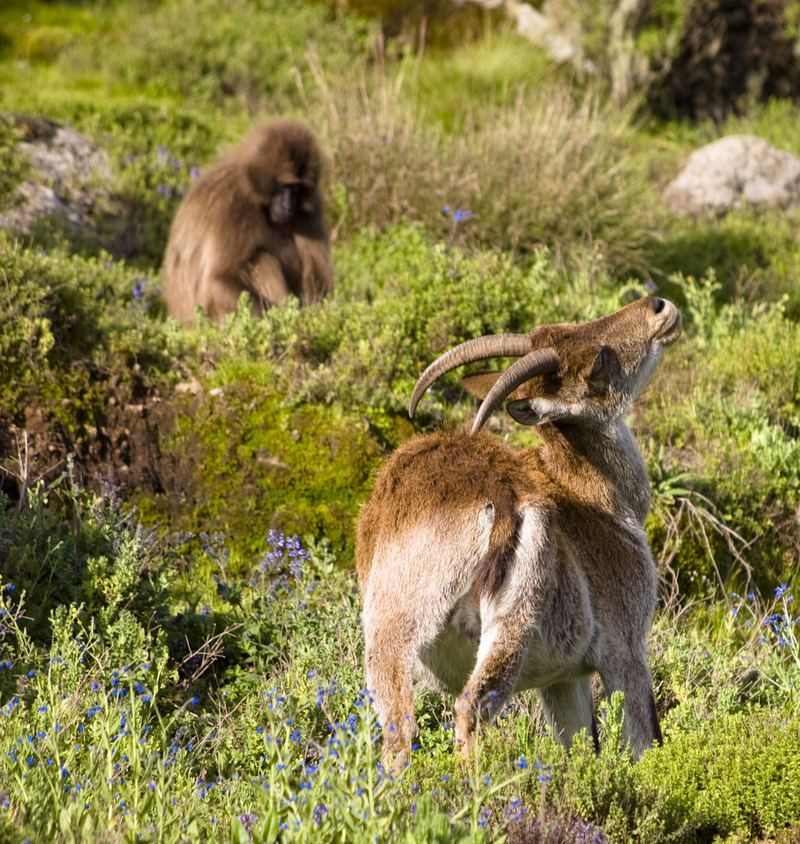 walia ibex (Capra walie); DISPLAY FULL IMAGE.