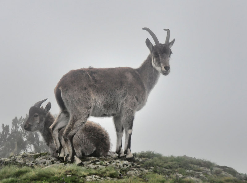 walia ibex (Capra walie); DISPLAY FULL IMAGE.