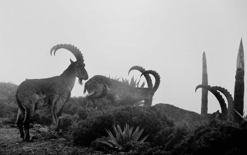 walia ibex (Capra walie); DISPLAY FULL IMAGE.