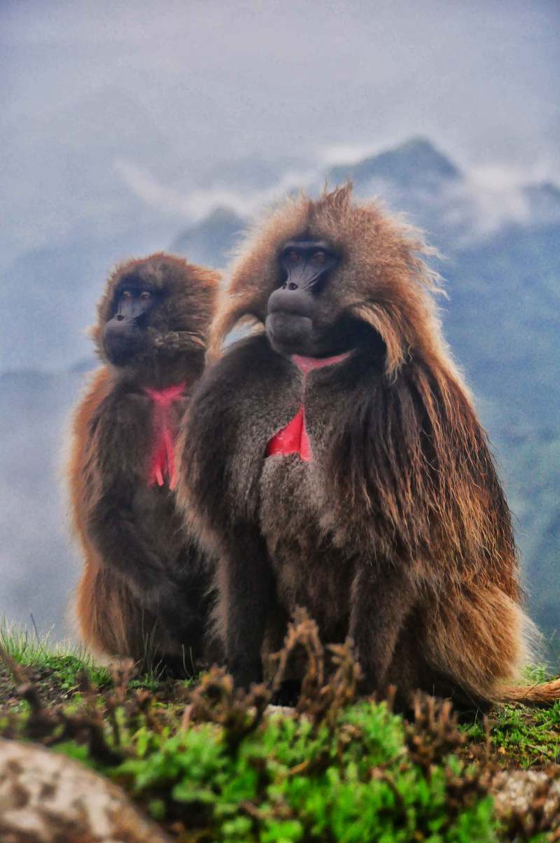 gelada baboon (Theropithecus gelada); DISPLAY FULL IMAGE.