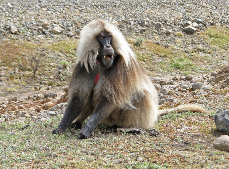 gelada baboon (Theropithecus gelada); DISPLAY FULL IMAGE.