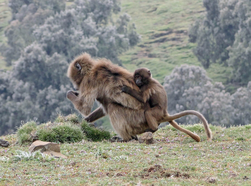 gelada baboon (Theropithecus gelada); DISPLAY FULL IMAGE.