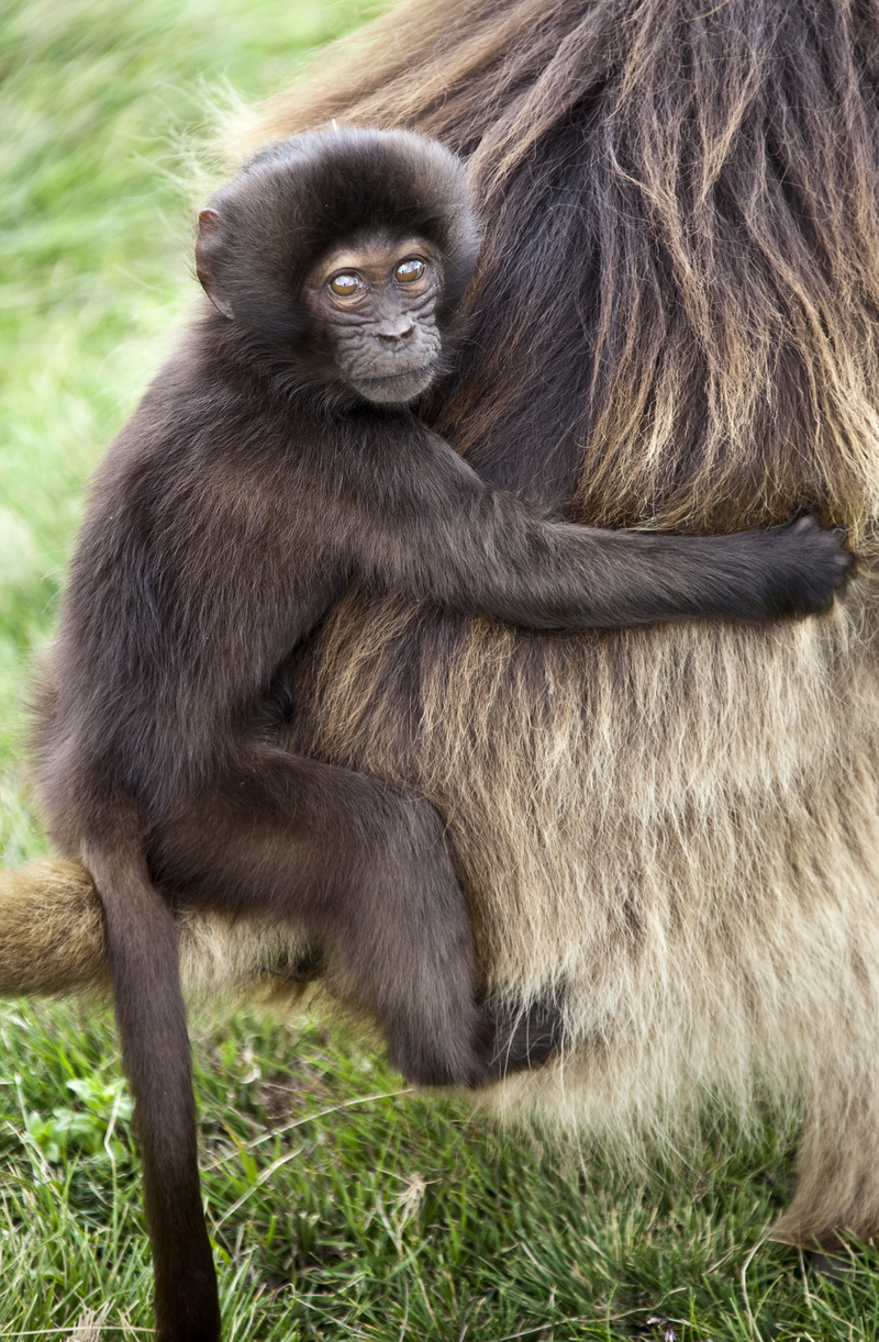 gelada baboon (Theropithecus gelada); DISPLAY FULL IMAGE.