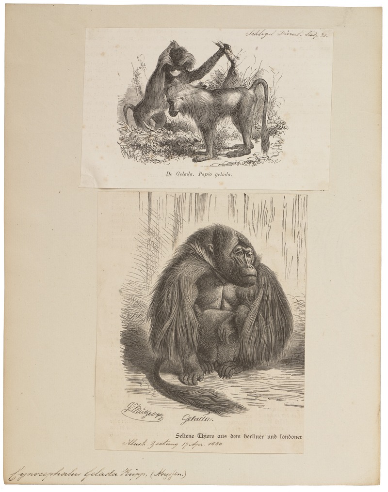 gelada baboon (Theropithecus gelada); DISPLAY FULL IMAGE.