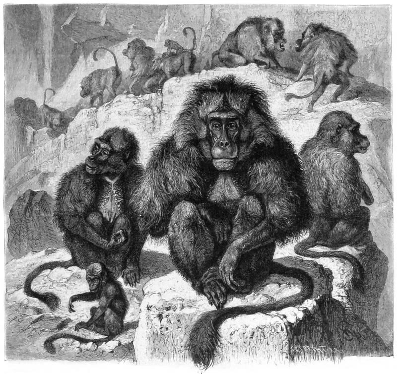 gelada baboon (Theropithecus gelada); DISPLAY FULL IMAGE.
