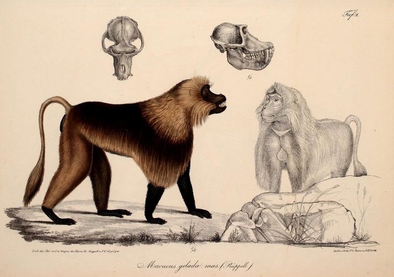 gelada baboon (Theropithecus gelada); DISPLAY FULL IMAGE.