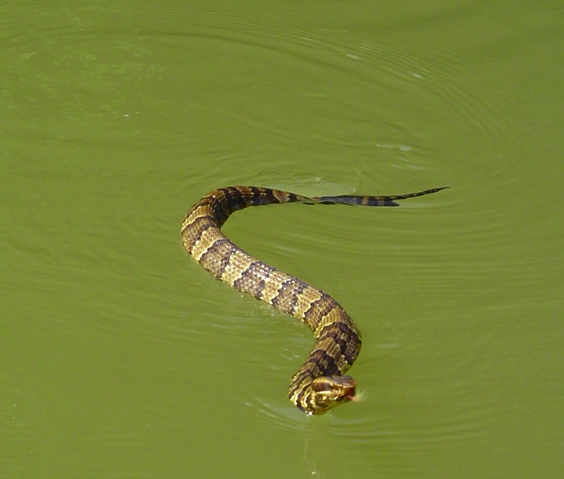 cottonmouth, water moccasin (Agkistrodon piscivorus); DISPLAY FULL IMAGE.