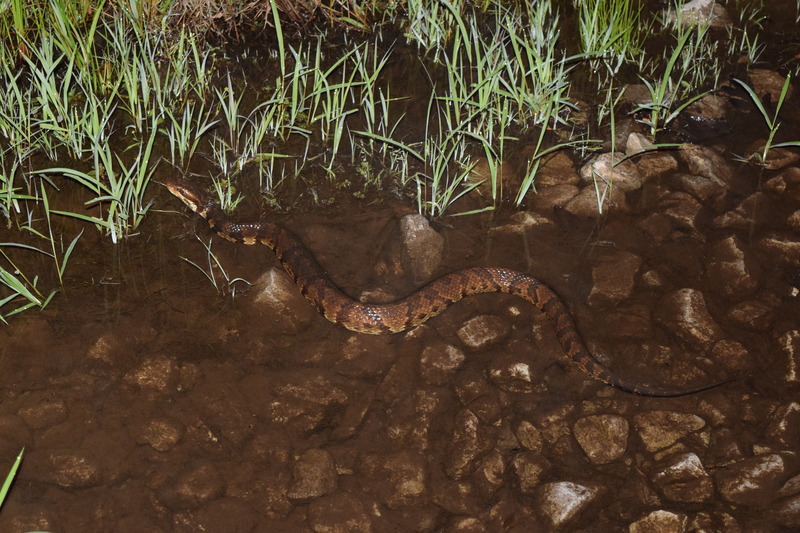 cottonmouth, water moccasin (Agkistrodon piscivorus); DISPLAY FULL IMAGE.