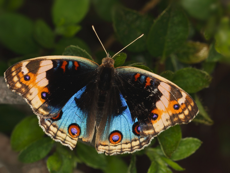 blue pansy (Junonia orithya); DISPLAY FULL IMAGE.